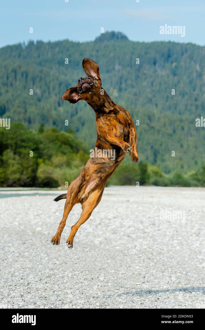 Un sanguinoso hanoveriano chiamato 'Rüpel' salta nel letto di L'Isar Foto Stock