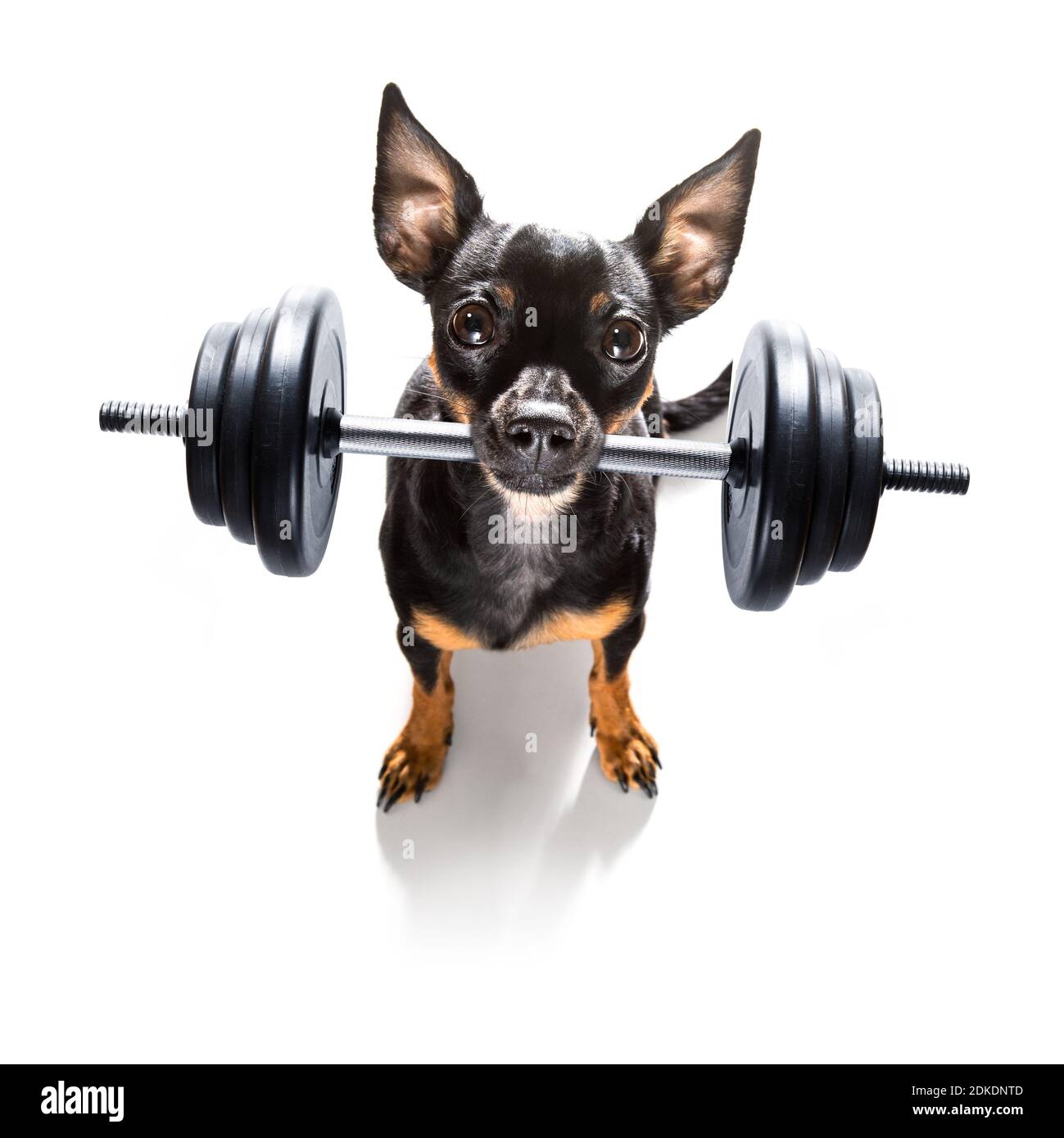 fitness prague ratter cane sollevare un pesante grande manubri, come  personal trainer, isolato su sfondo bianco Foto stock - Alamy