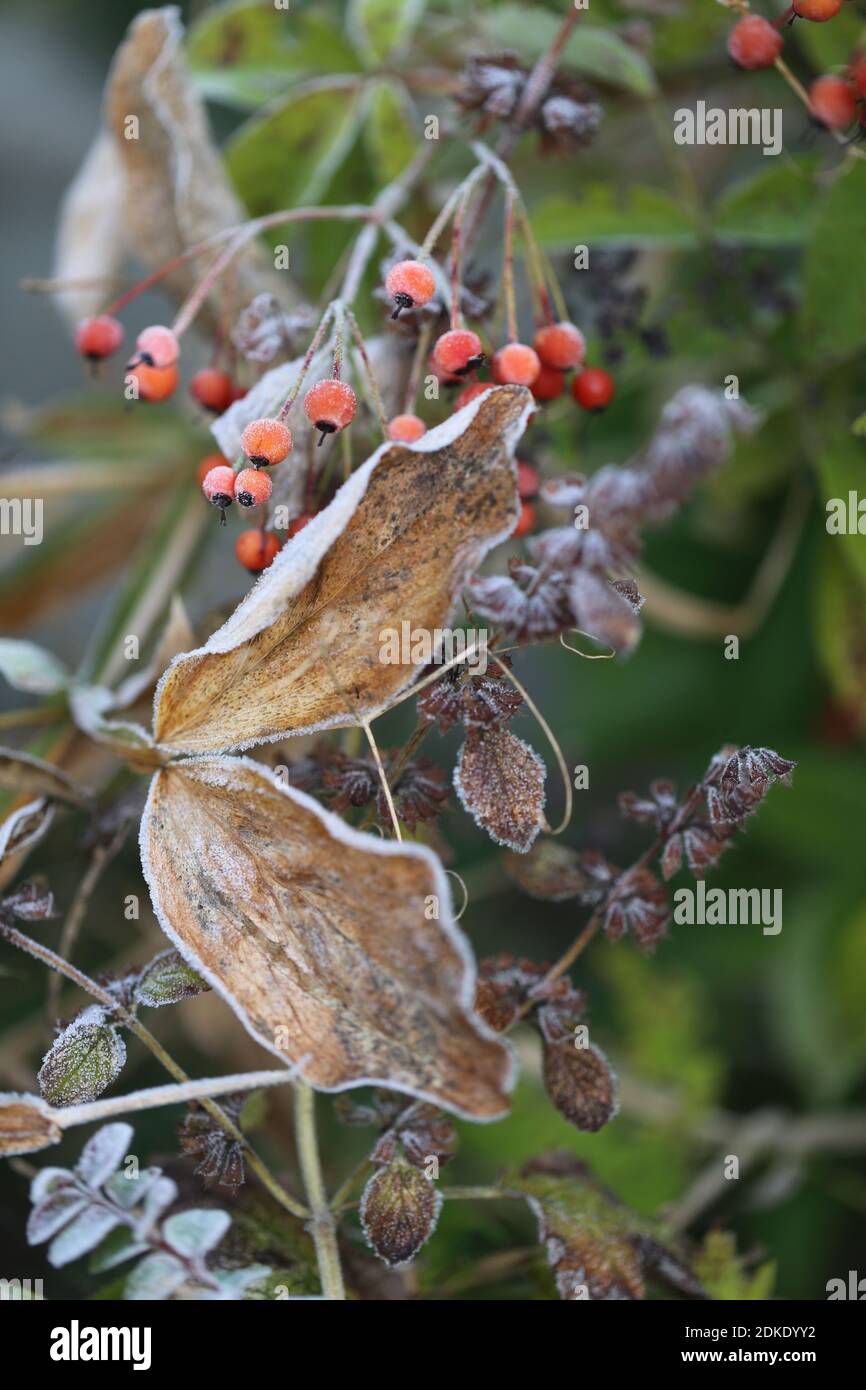 Rosa anche e vetch foglie in gelo Foto Stock