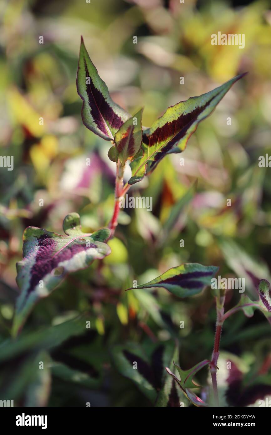 Nodweed a testa piccola (Persicaria microcefala) Foto Stock