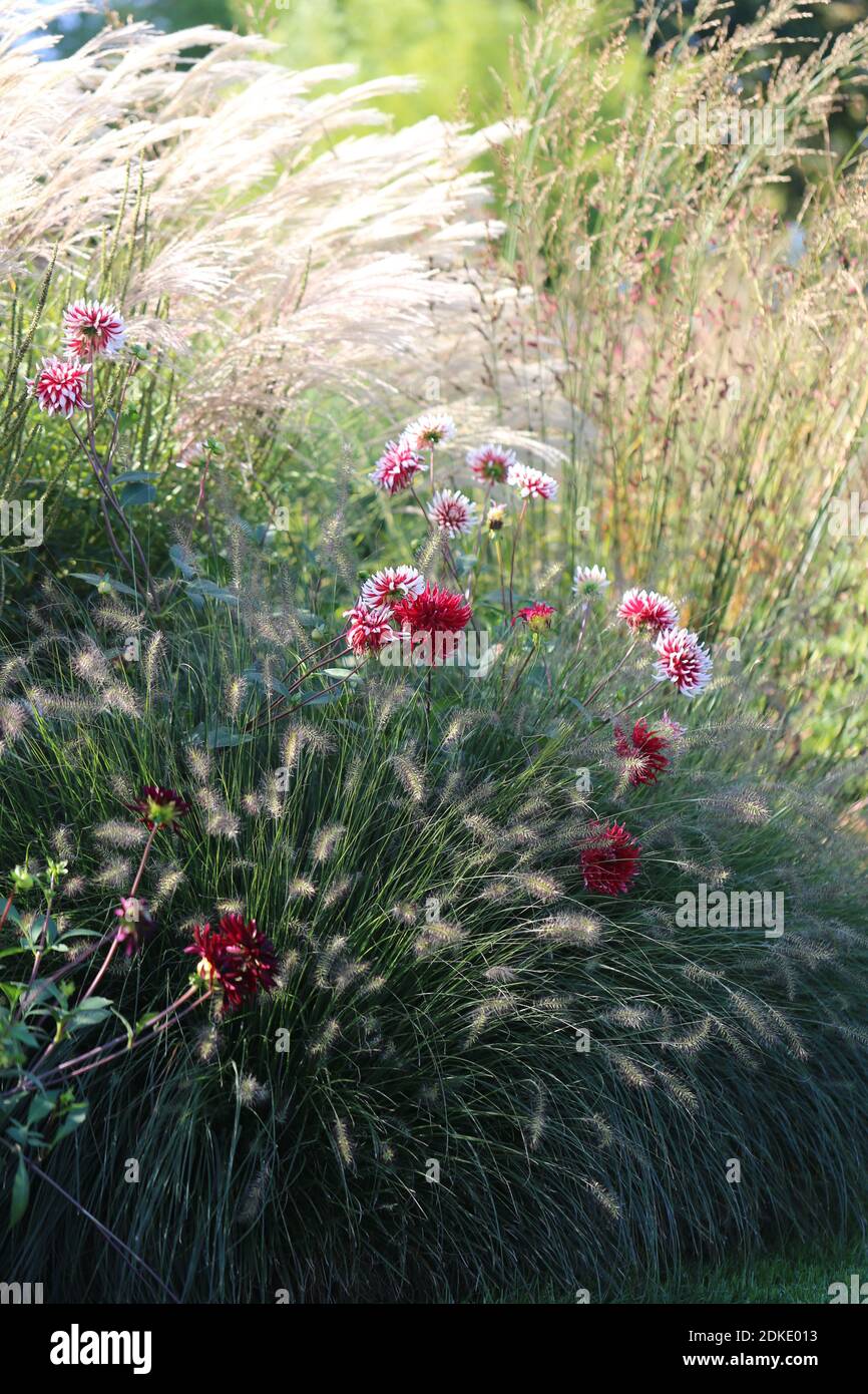 Letto autunnale con dahlias, canne cinesi (Miscanthus) e erba pulente lampada (Pennisetum) nella retroilluminazione Foto Stock