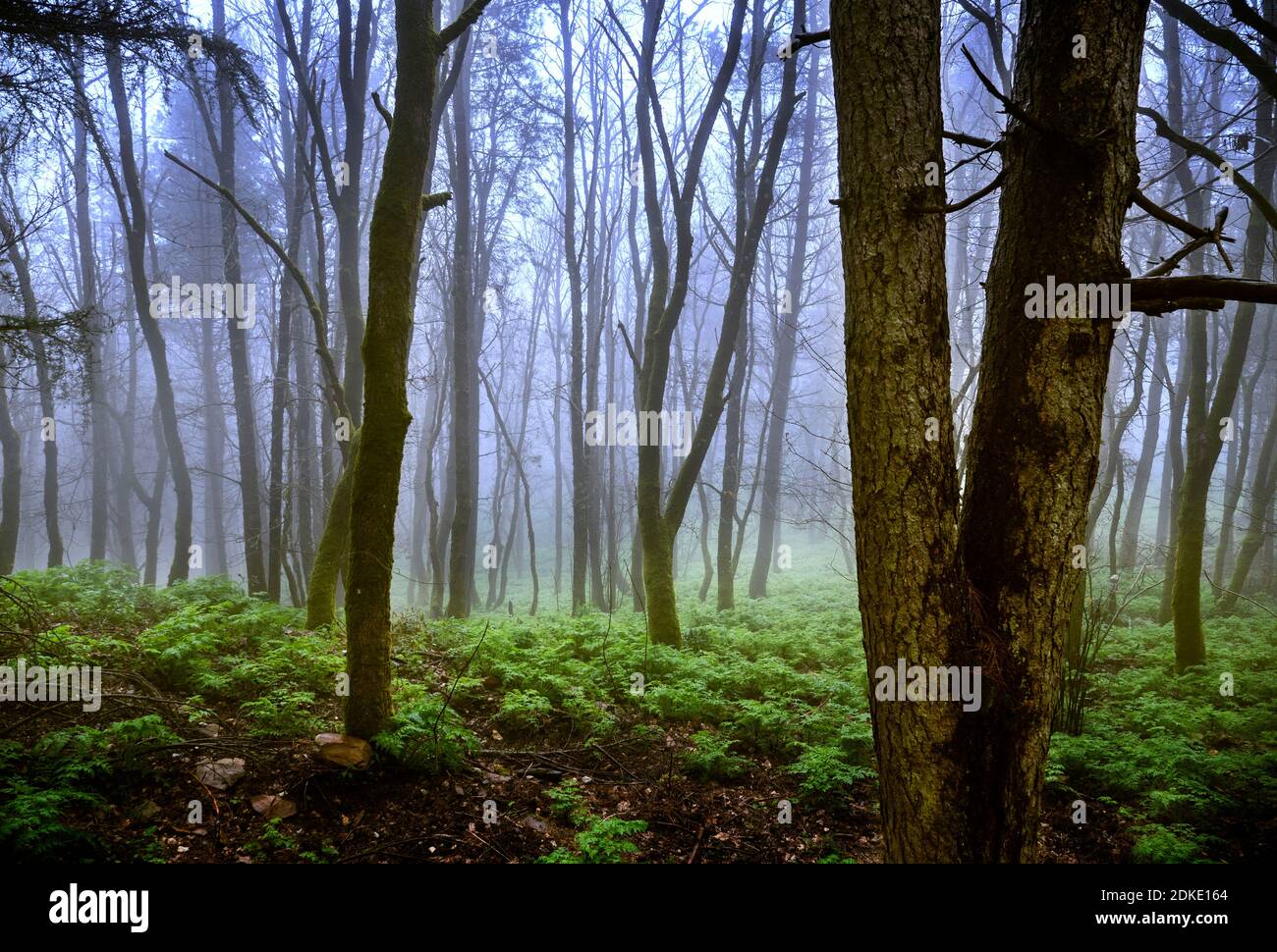 Mistica foresta nella nebbia senza foglie sugli alberi Foto Stock