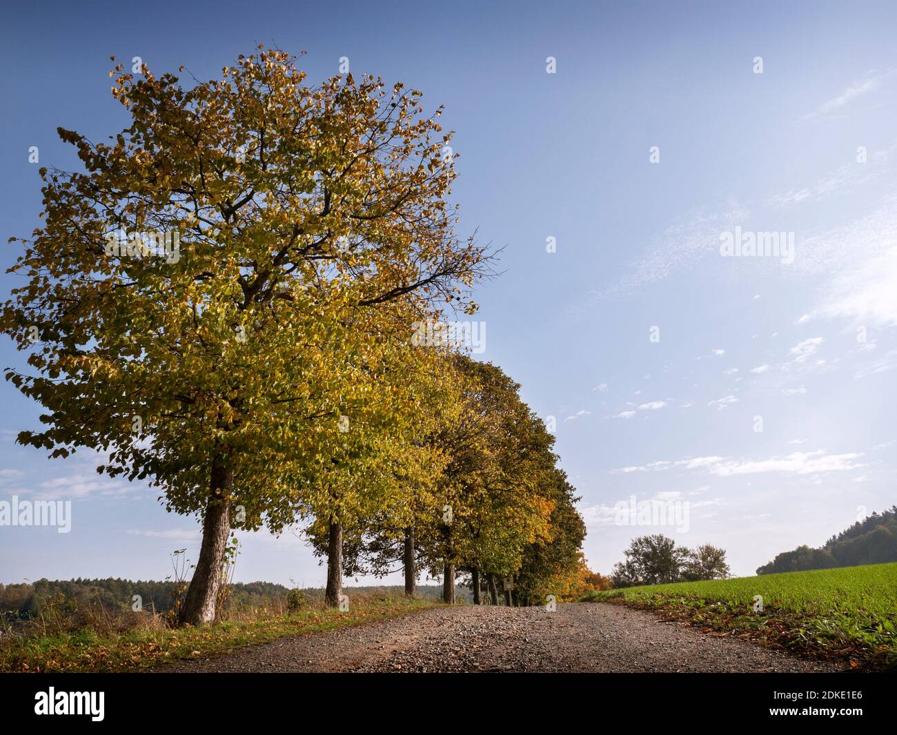 Sentiero autunnale in Svizzera sassone Foto Stock