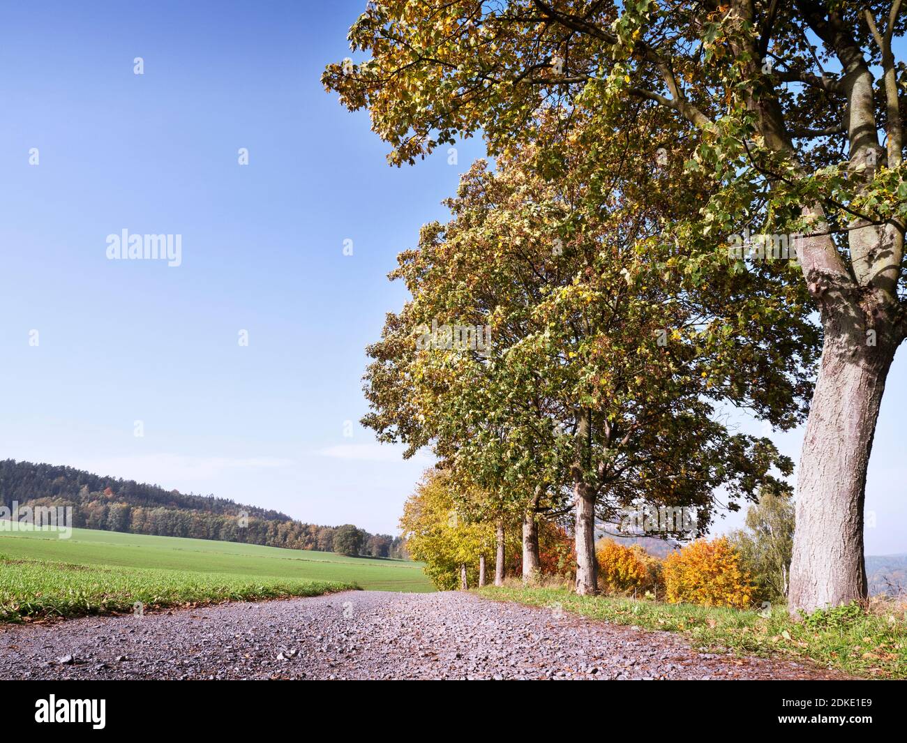 Sentiero autunnale in Svizzera sassone Foto Stock