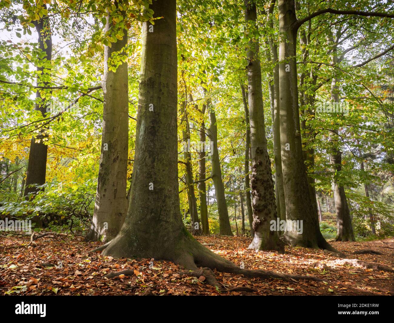 Bosco di faggio illuminato al sole in autunno Foto Stock