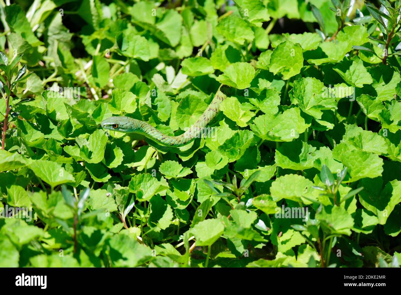 Spotted Bush Snake [Philothamnus semivariegatus] in erbacce verdi. Foto Stock