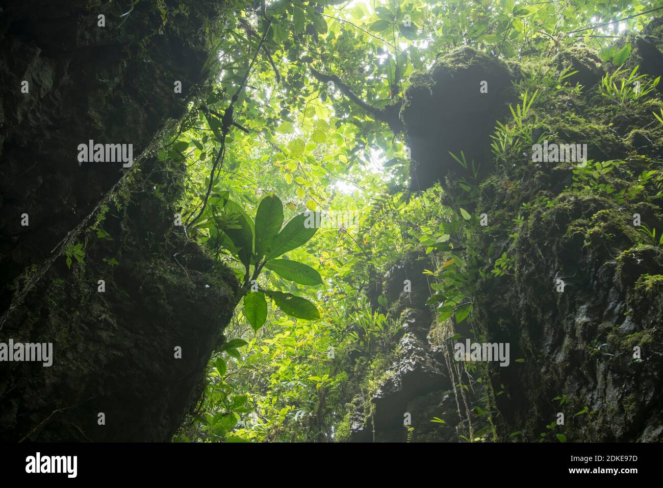 Paesaggio carsico amazzonico il "Laberinto de las mil ilusiones", Ecuador. Situato in una parte remota della valle di Nangaritza nel sud dell'Ecuador, sentieri w Foto Stock