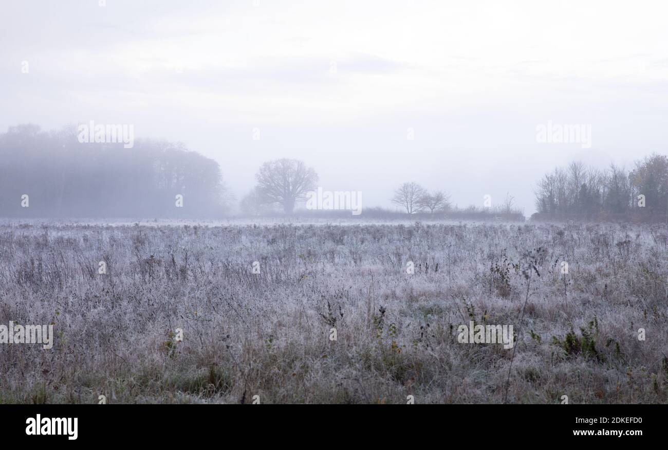 Frosty Nebbiy Morning Petts Wood e Hawkwood Estate National Trust Greater London Foto Stock