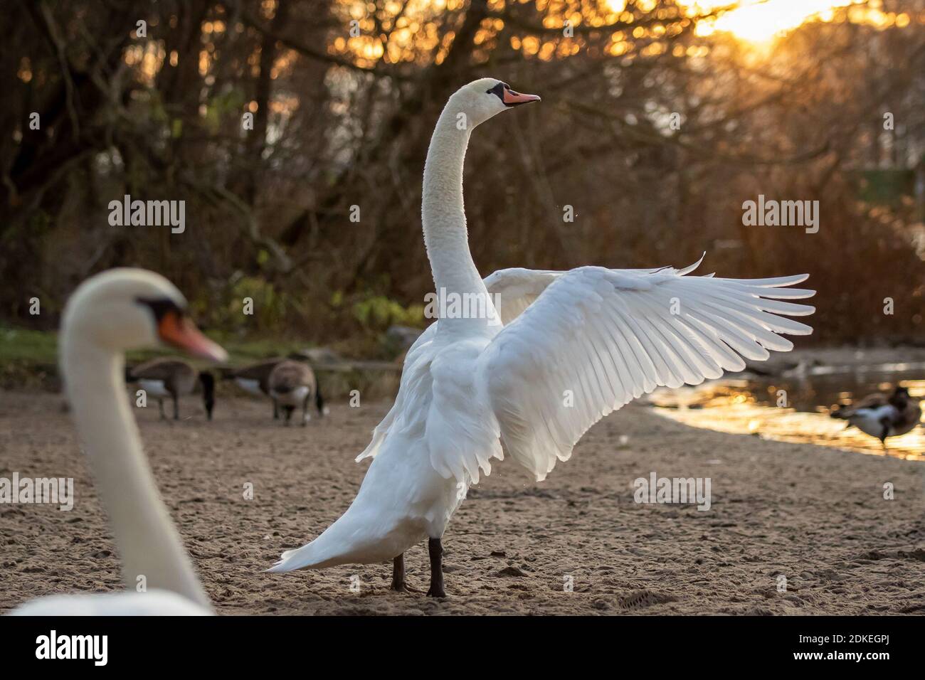 Berlino, Germania. 14 dicembre 2020. Molti cigni e oche vivono al Wannsee, che sono spesso alimentati da persone che passano. Credit: Ingolf König-Jablonski/dpa-Zentralbild/ZB/dpa/Alamy Live News Foto Stock