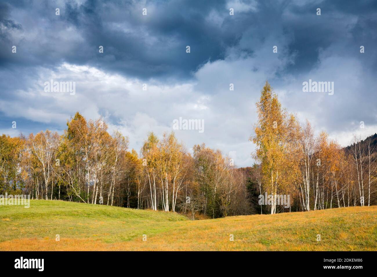 Foresta di betulla in autunno, Prealpi, Mel, comune di Borgo Valbelluna, Belluno, Veneto, Italia Foto Stock
