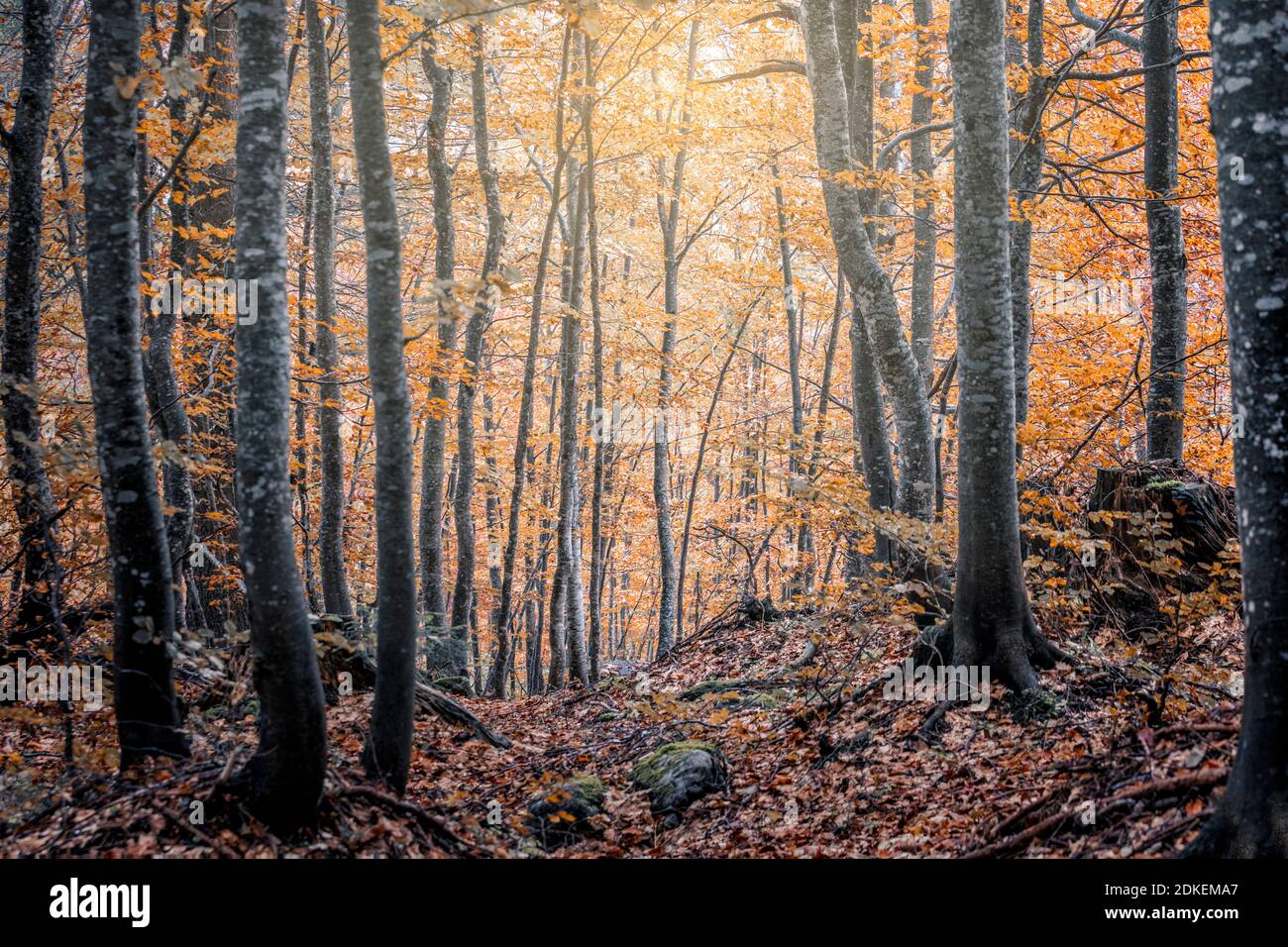 sottobosco di faggi, faggeta in abito autunnale, valle del maè, zoldo, dolomiti, provincia di belluno, veneto, italia Foto Stock