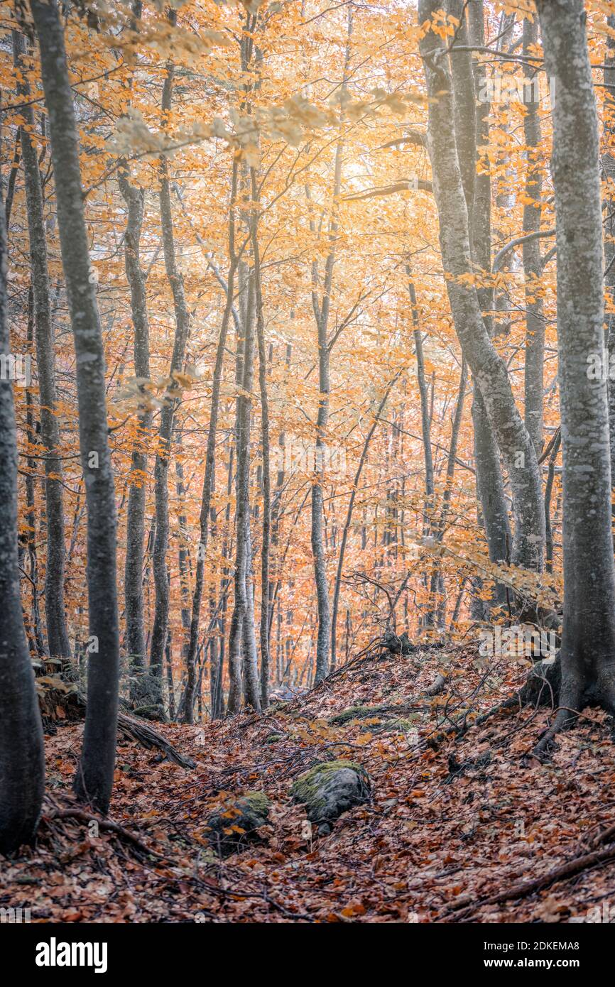 sottobosco di faggi, faggeta in abito autunnale, valle del maè, zoldo, dolomiti, provincia di belluno, veneto, italia Foto Stock