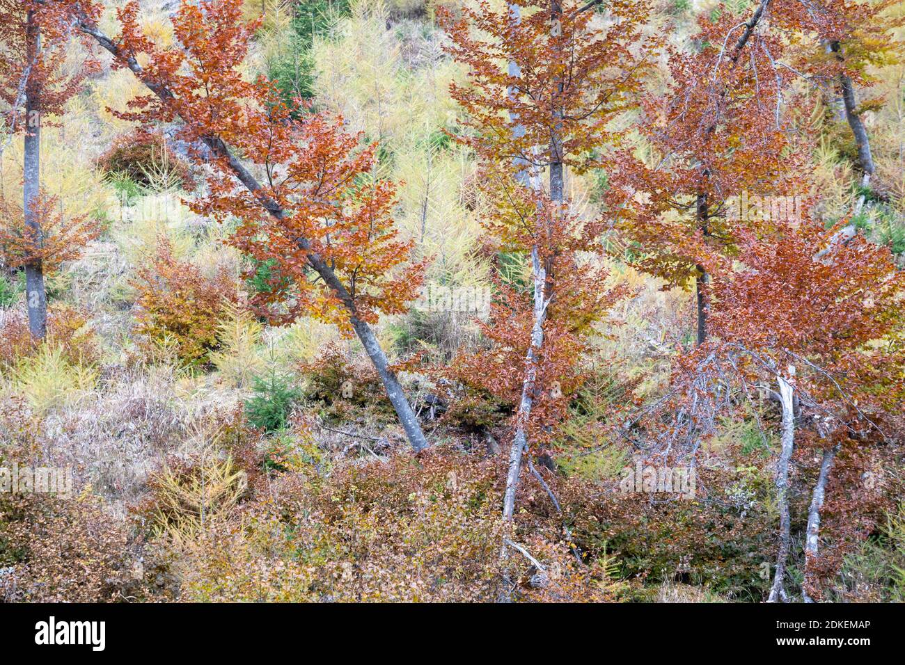 particolare sui rami di alberi in abito autunnale, foglie rosse secche, autunno in valle del maè, zoldo, provincia di belluno, veneto, italia Foto Stock