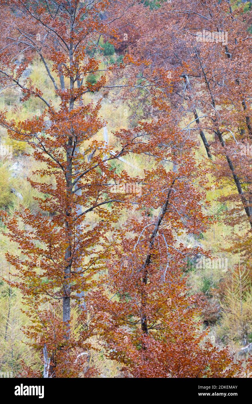 particolare sui rami di alberi in abito autunnale, foglie rosse secche, autunno in valle del maè, zoldo, provincia di belluno, veneto, italia Foto Stock