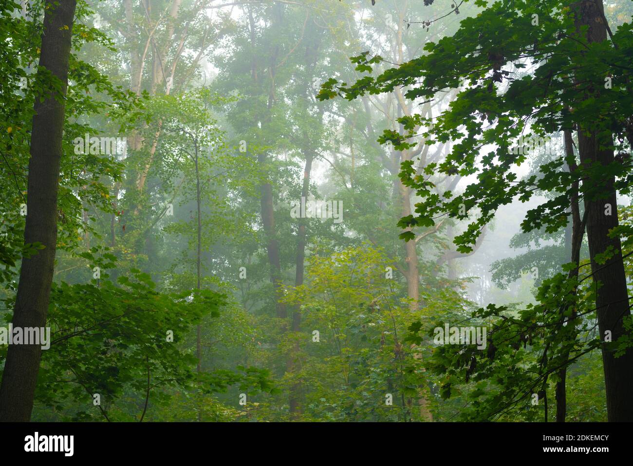 Un po' di nebbia nelle cime degli alberi al mattino presto In autunno in Germania Foto Stock