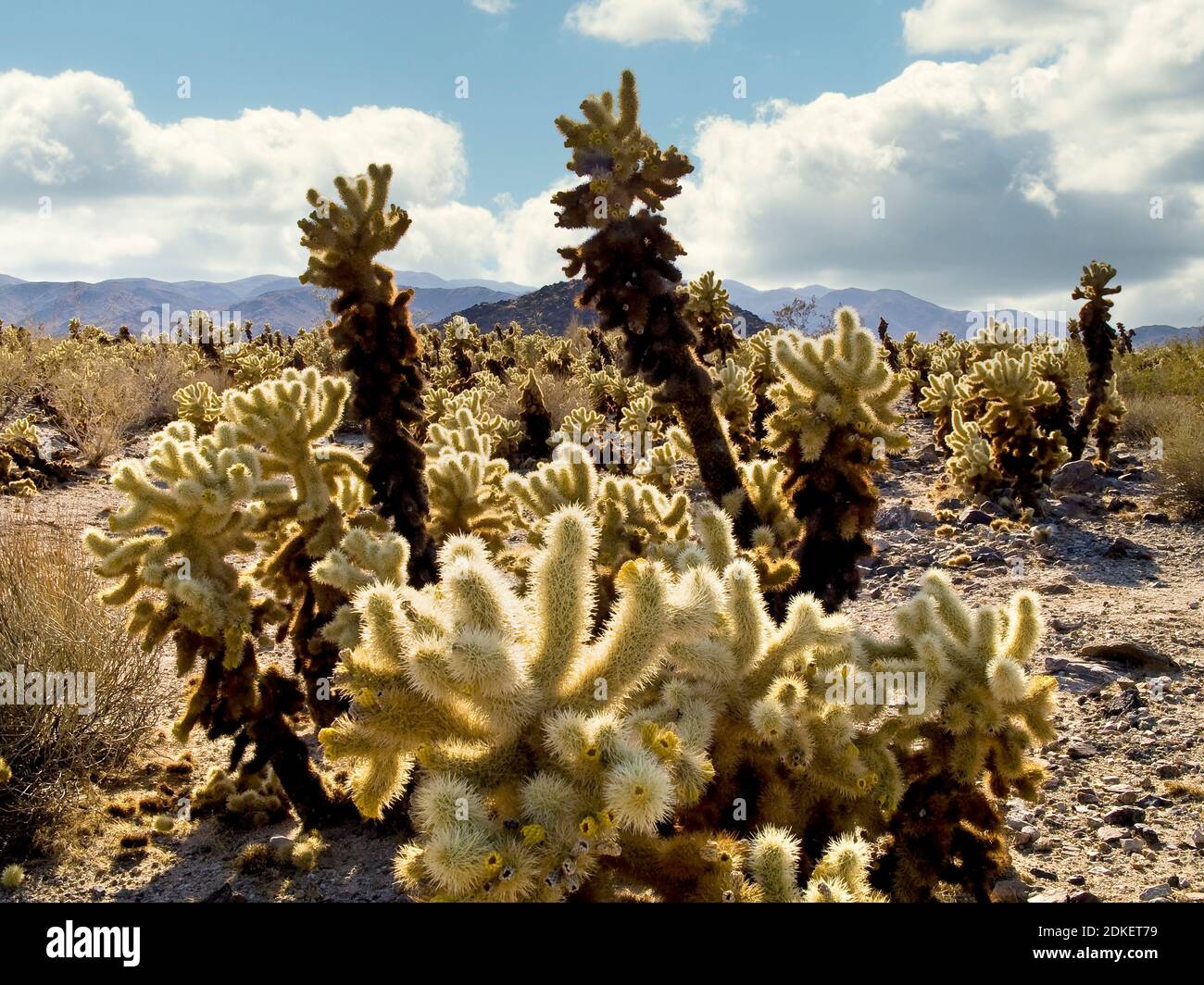 Cholla Cactus (Cylindropuntia) Joshua Tree National Park, California, Stati Uniti Foto Stock Cholla Cactus (Cylindropuntia) Joshua Tree National Park, California, Stati Uniti Foto Stock