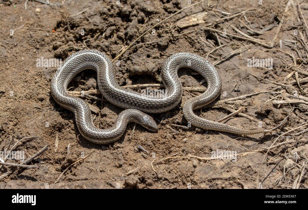 Serpente rivestito (Tropidogcipolla lineatum) dalla contea di Otero, Colorado, Stati Uniti. Foto Stock