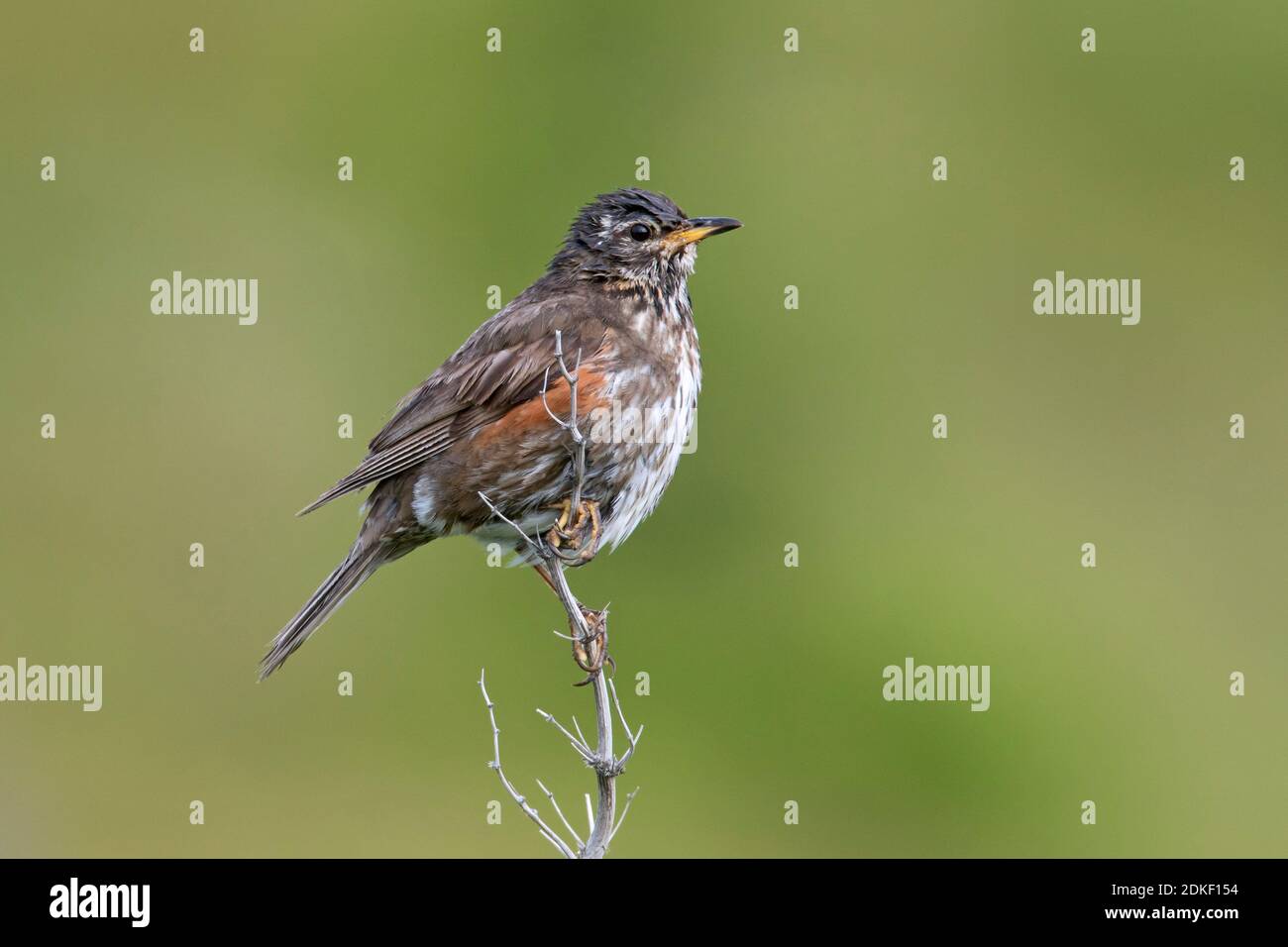 Redwing (Turdus iliacus) arroccato in cespuglio in estate Foto Stock