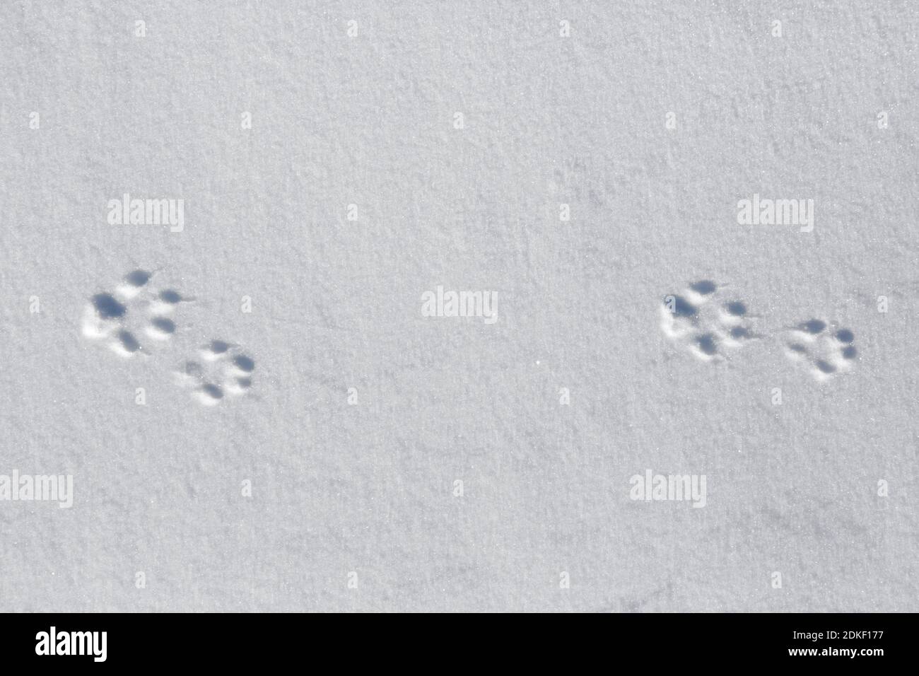 Volpe rossa (Vulpes vulpes) primo piano delle impronte delle zampe anteriori e delle zampe anteriori e. i piedi posteriori / le gambe posteriori nella neve in inverno Foto Stock