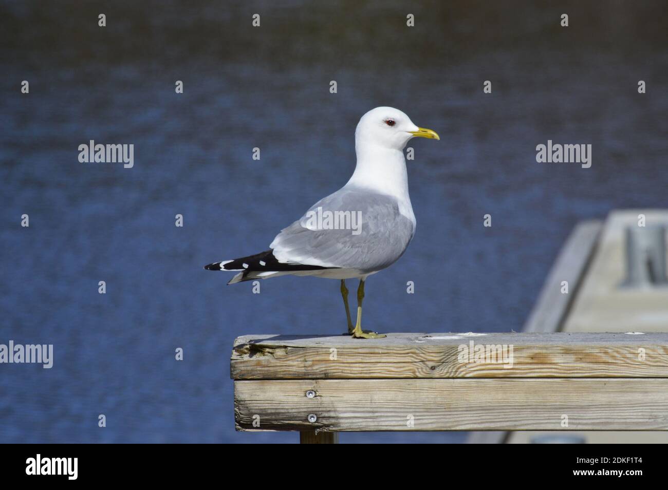 Seagull si appollaia su palo di legno Foto Stock