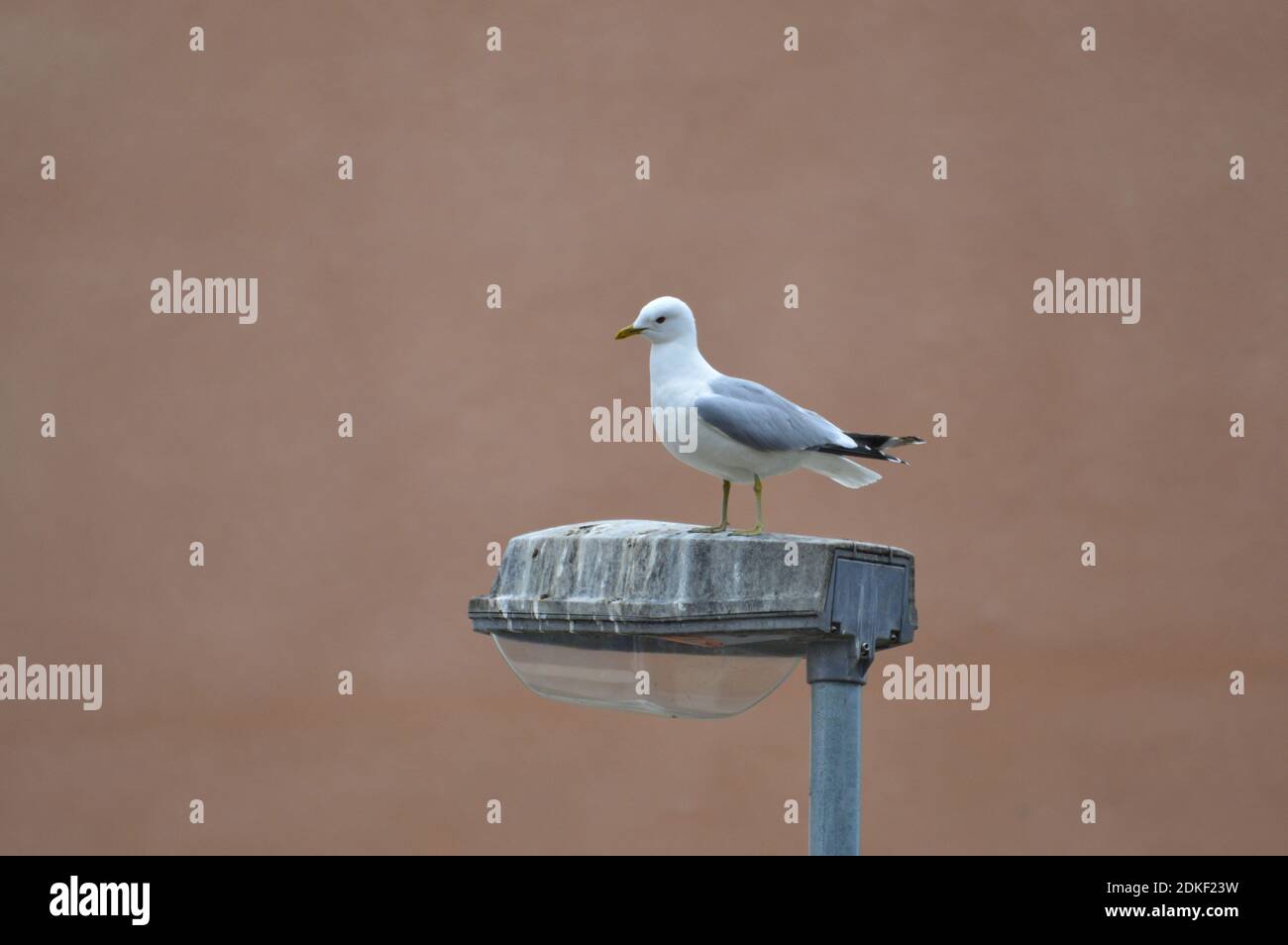 Seagull appollaiato sul Light Post Foto Stock