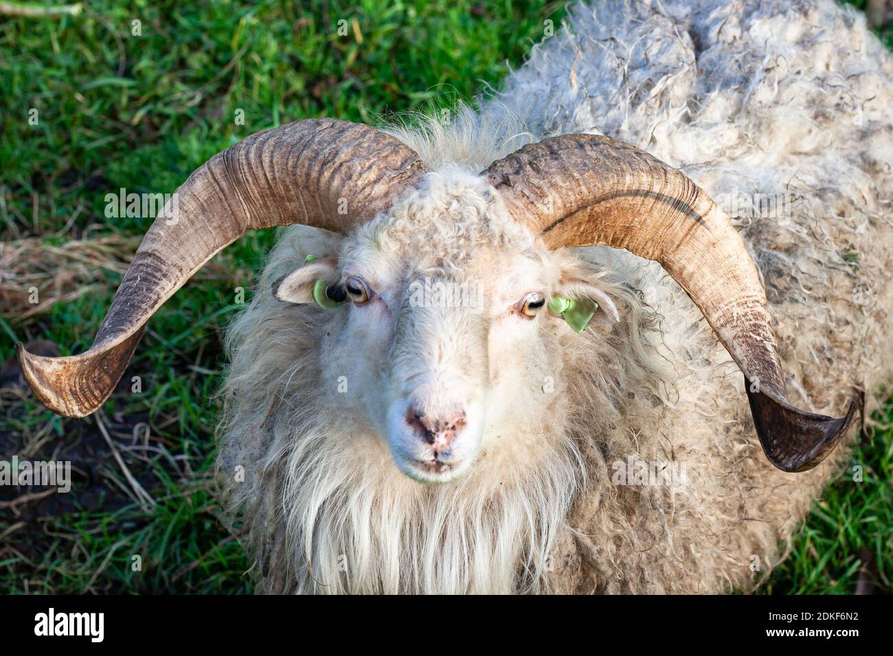 Immagine dettagliata di un ariete con grandi corna Foto Stock