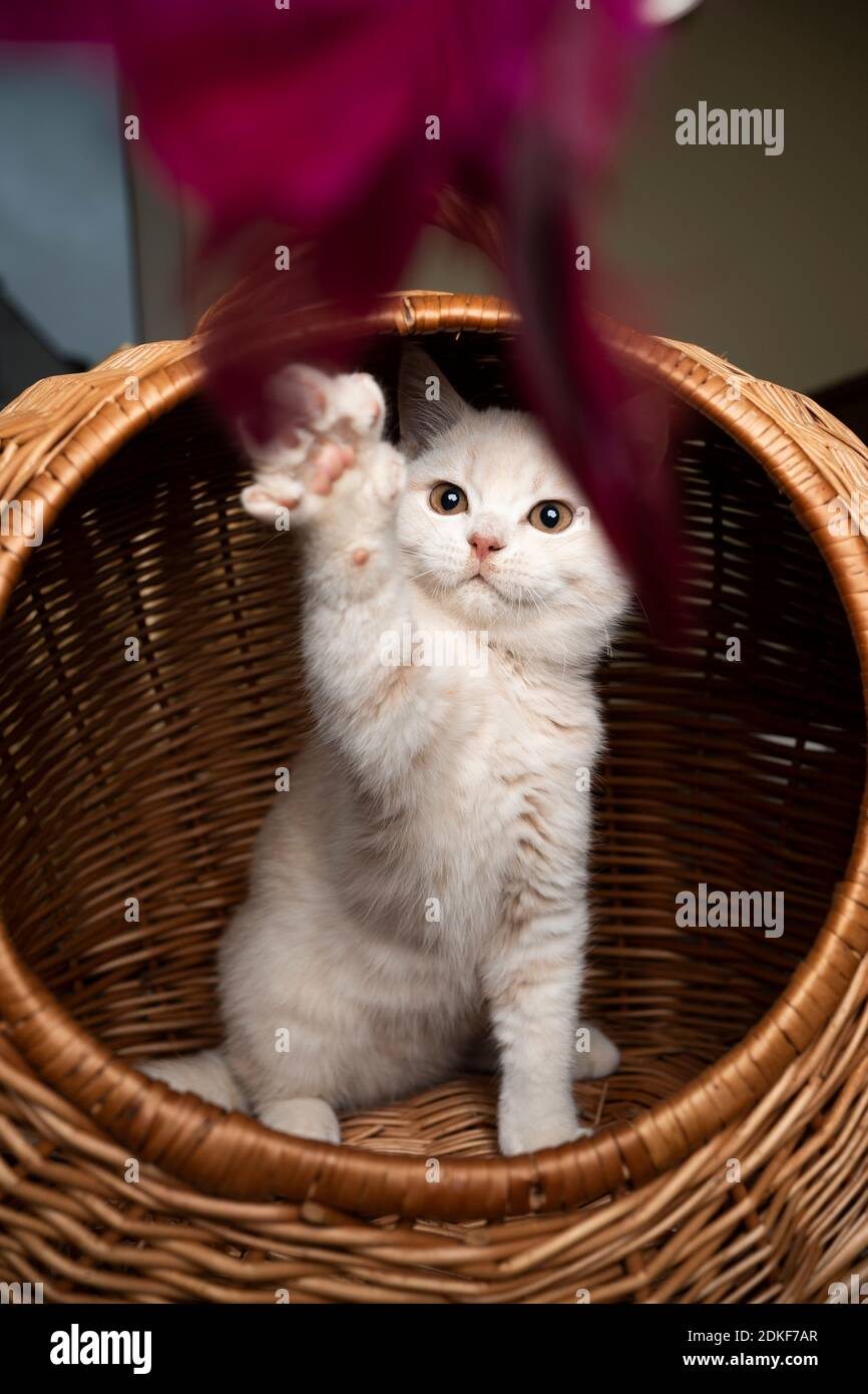 British Shorthair cat Foto Stock