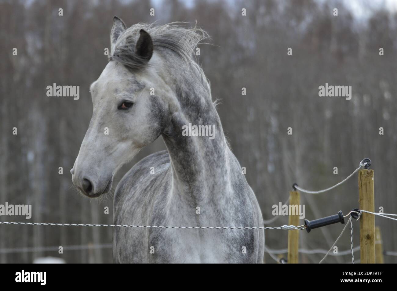Cavallo in piedi in ranch Foto Stock