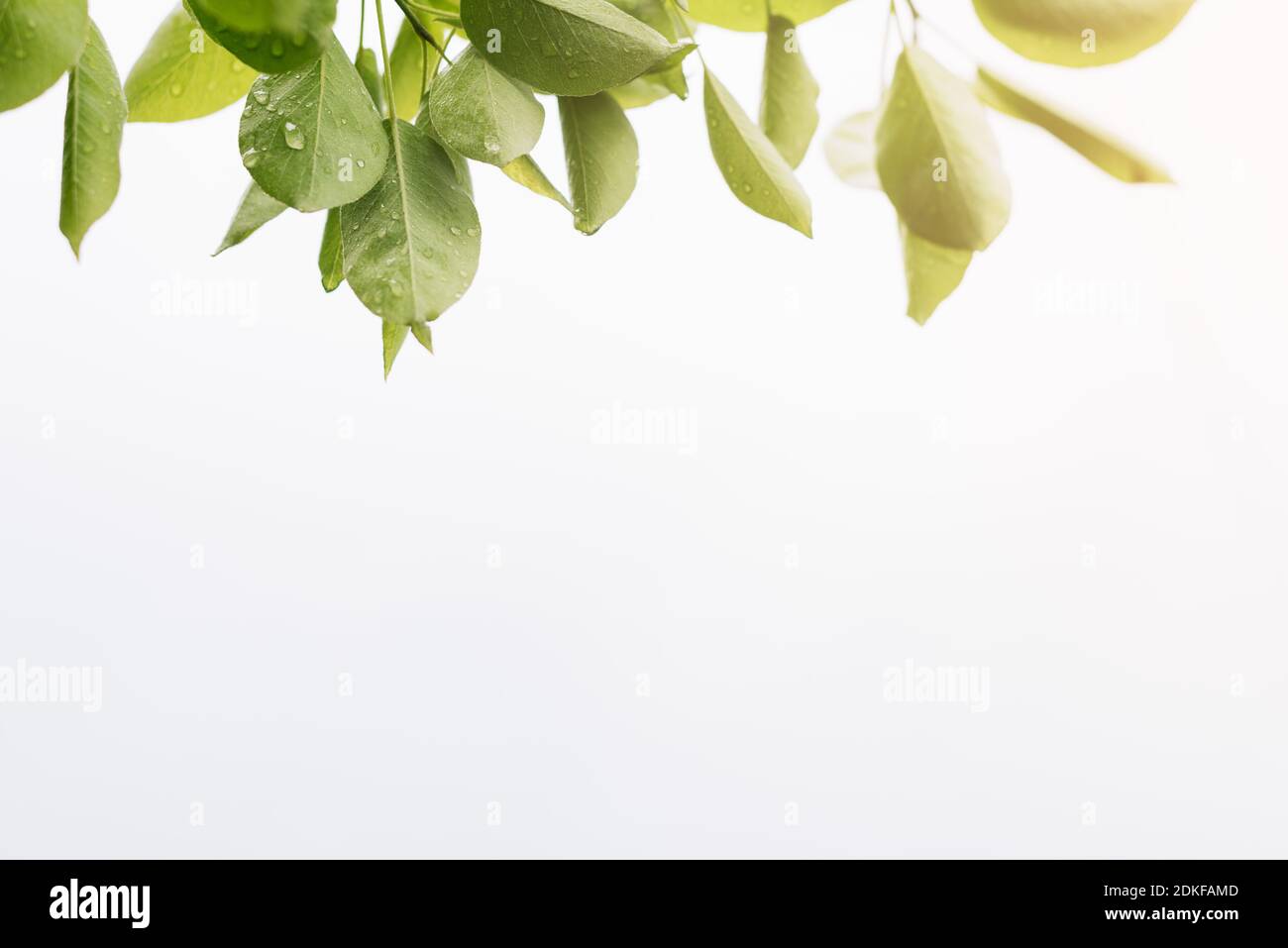 Sfondo primaverile con fogliame verde su bianco con spazio per la copia per il testo Foto Stock