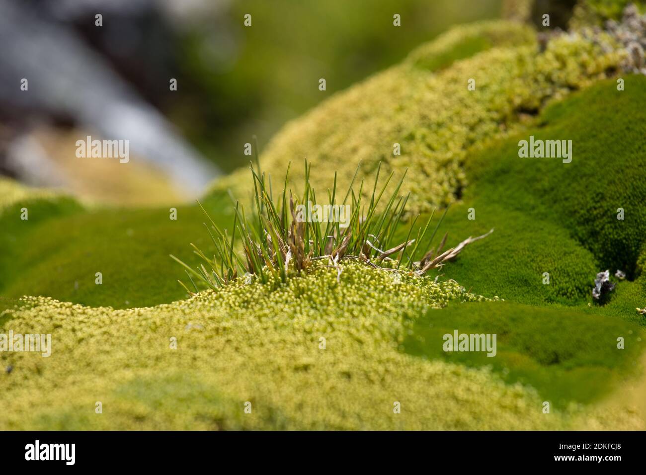 Macrofotografia di Deschampsia antartide isolato, l'erba antartica capelli, una delle due piante fiorite nativo di Antartide Foto Stock