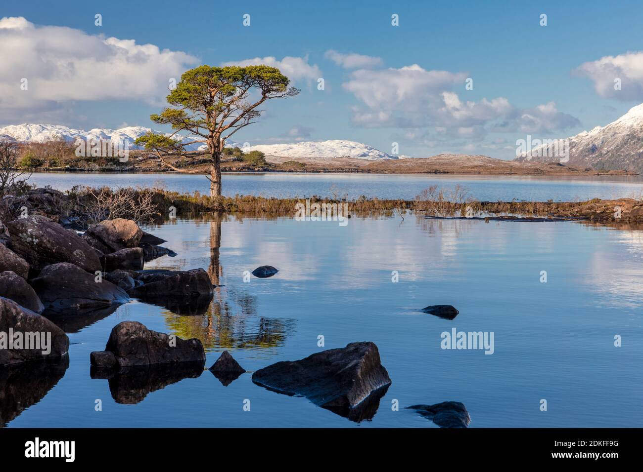 Vista di un pino sulle rive del Loch Maree, Scozia, montagne innevate all'orizzonte Foto Stock