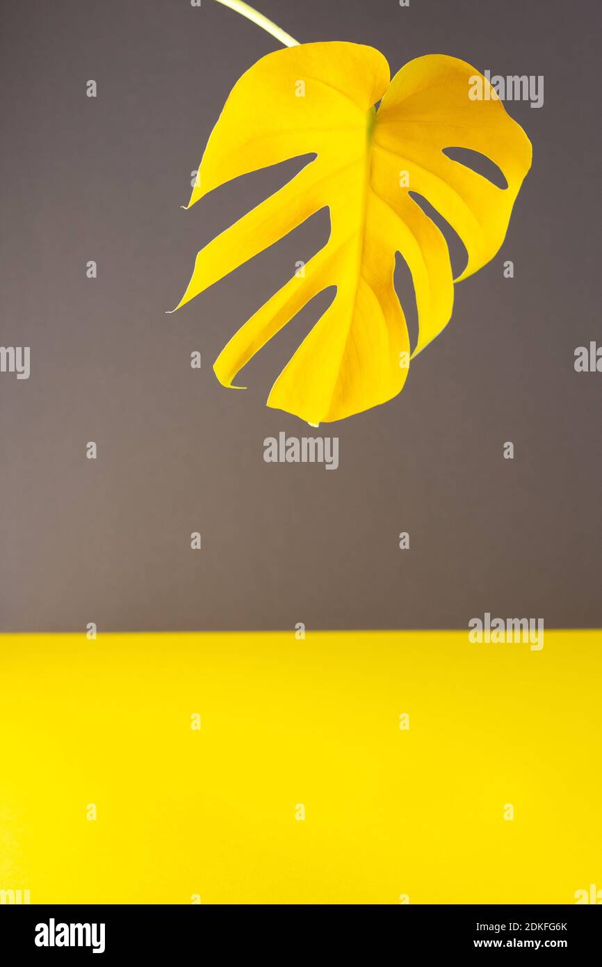 Foglia gialla di casa fiore Monstera primo piano illuminato su sfondo grigio e giallo trendy, colori trendy dell'anno Foto Stock