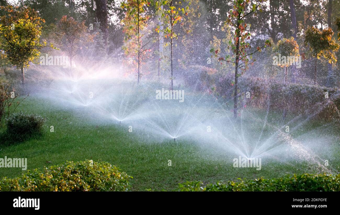 Annaffiatura automatica nel parco all'alba Foto Stock