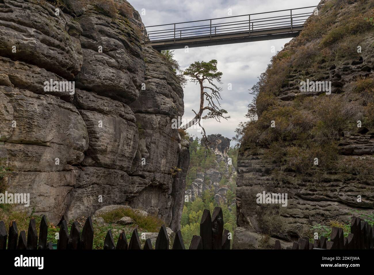 Germania, Stato libero di Sassonia, Rathen, il famoso pino Pölking su una roccia del Bastei, pino scozzese (Pinus sylvestris), montagne di arenaria dell'Elba, Parco Nazionale della Svizzera sassone Foto Stock