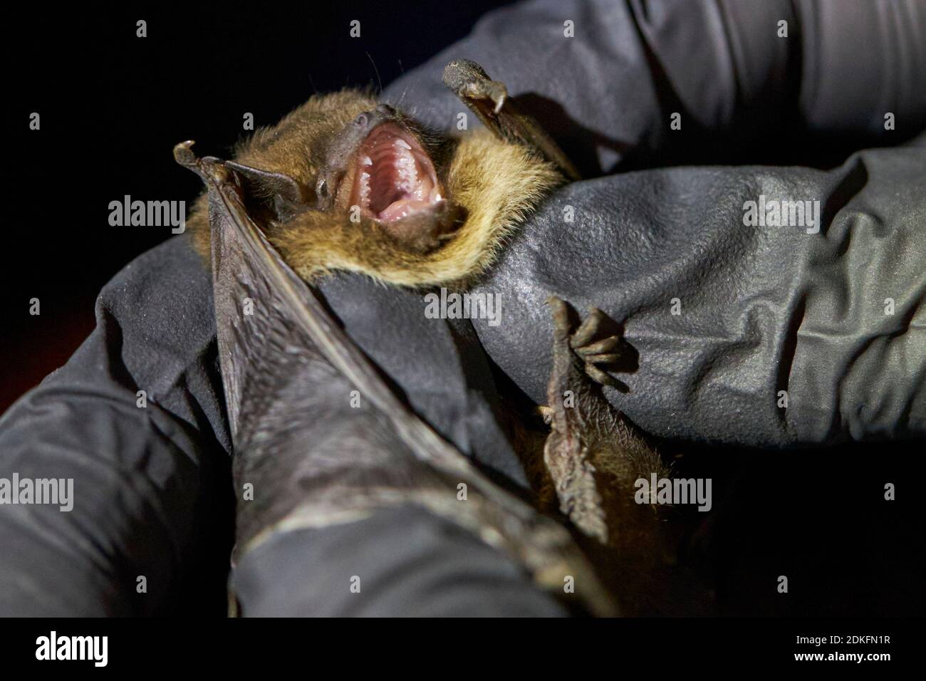 Pipistrellus nathusii, mano, ricerca Foto Stock