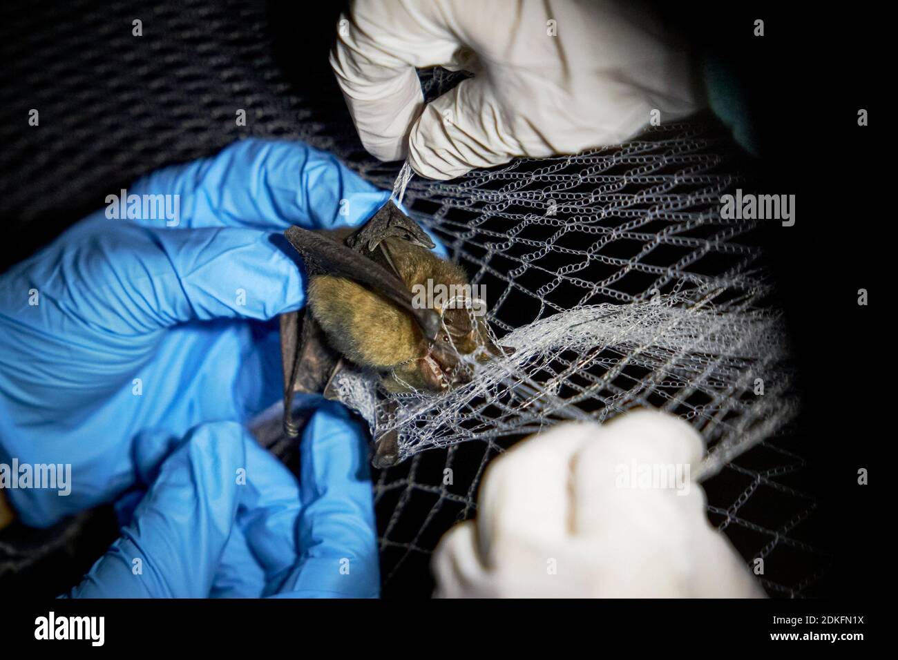 BAT, BAT ad alata larga, Eptesicus serotinus, rete, ricerca Foto Stock