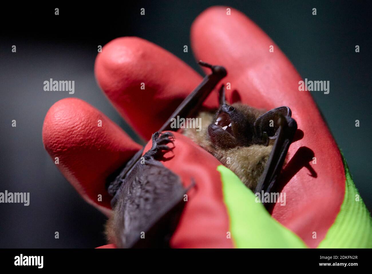 BAT, BAT ad alata larga, Eptesicus serotinus, mano, ricerca Foto Stock