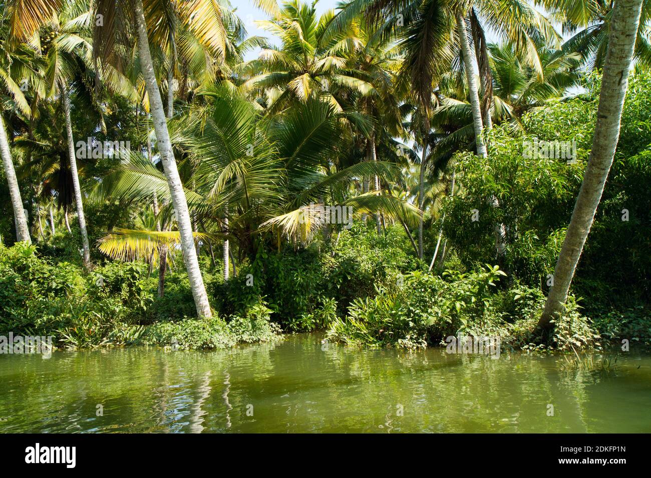 Paesaggio di Kerala backwaters - una catena di lagune salmastre e laghi che si trovano parallelamente alla costa del Mar Arabico in Kerala, India meridionale Foto Stock