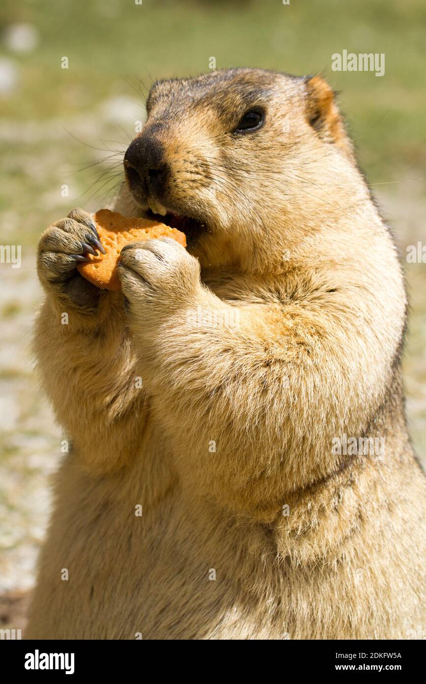 Divertente marmotta himalayana (falò) con biscotto sul prato verde nelle vicinanze del lago Pangong Tso (Himalaya, Ladakh, India) Foto Stock