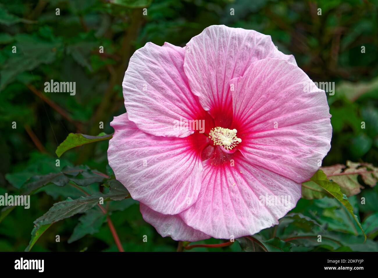 Ibisco rosa, fiore coltivato, centro rosso rosa, stigma giallo pallido, Malvaceae, Pennsylvania; estate Foto Stock