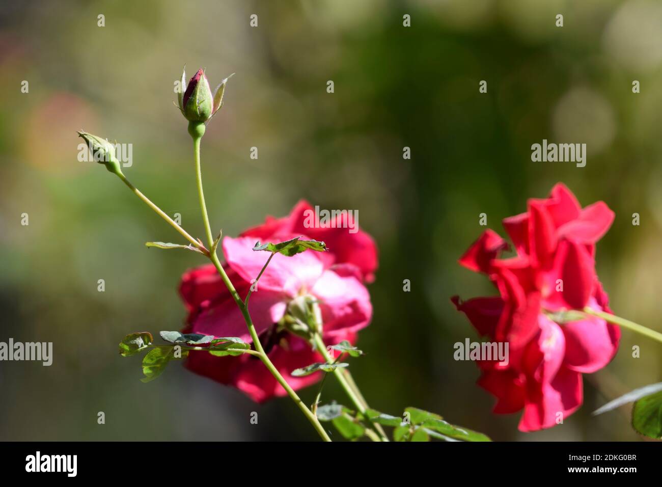 Kashmiri rosa Desi pianta con gambo di grappoli. Gemme e fiori grandi indiano pakistano rosa fiori posteriore vista laterale di rose flower.Selective fuoco Foto Stock