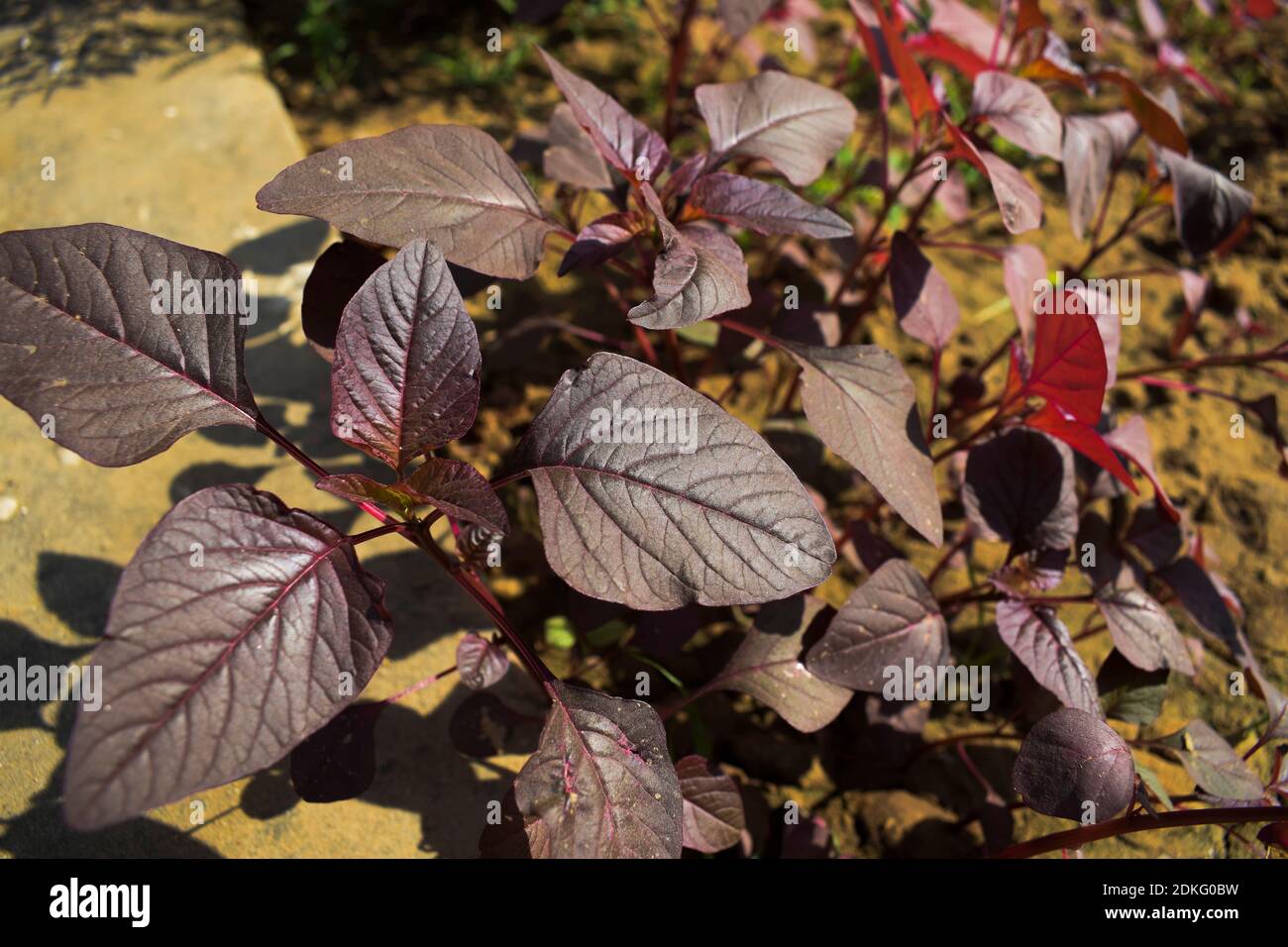 Verdure rosse frondosi di amaranto all'ombra di rosa rosso e porpora. Full cresciuto così come tenera foglie di giovane cucina giardinaggio crescente raccolto. Selettivo f Foto Stock