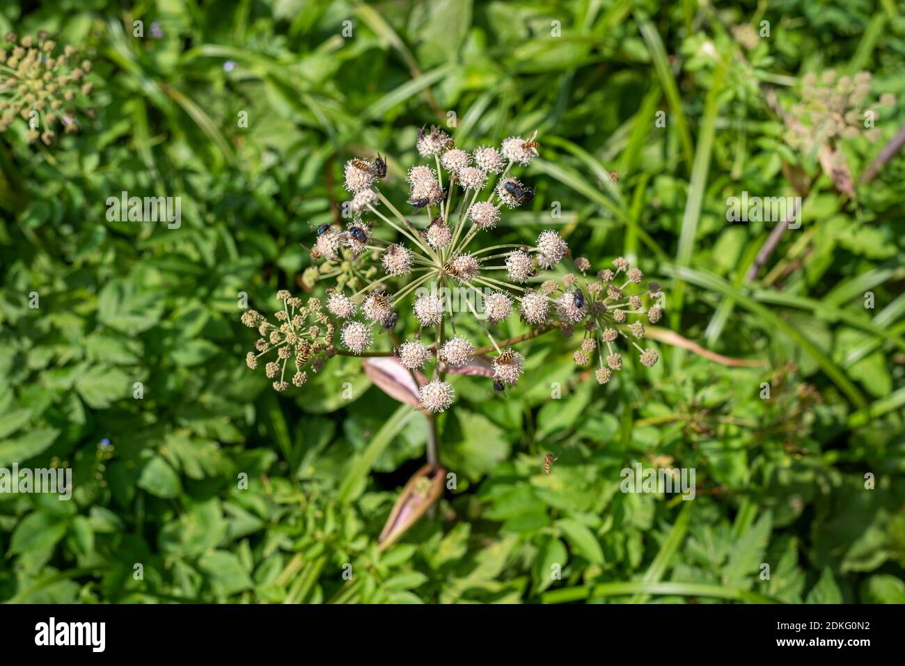 Insetti su un fiore selvatico - sparato dall'alto Foto Stock