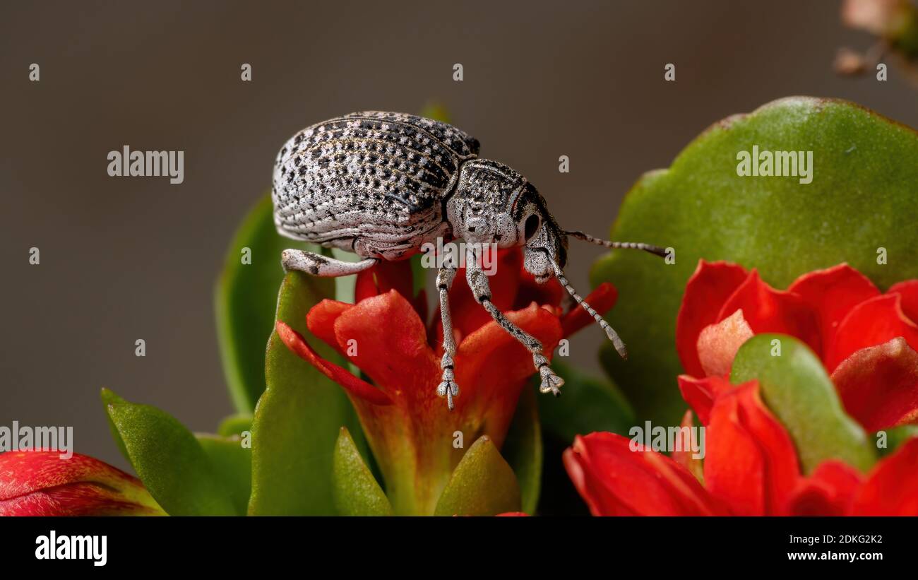 Wevil dal naso largo della specie Cydianerus latruncularius su un rosso fiore Foto Stock