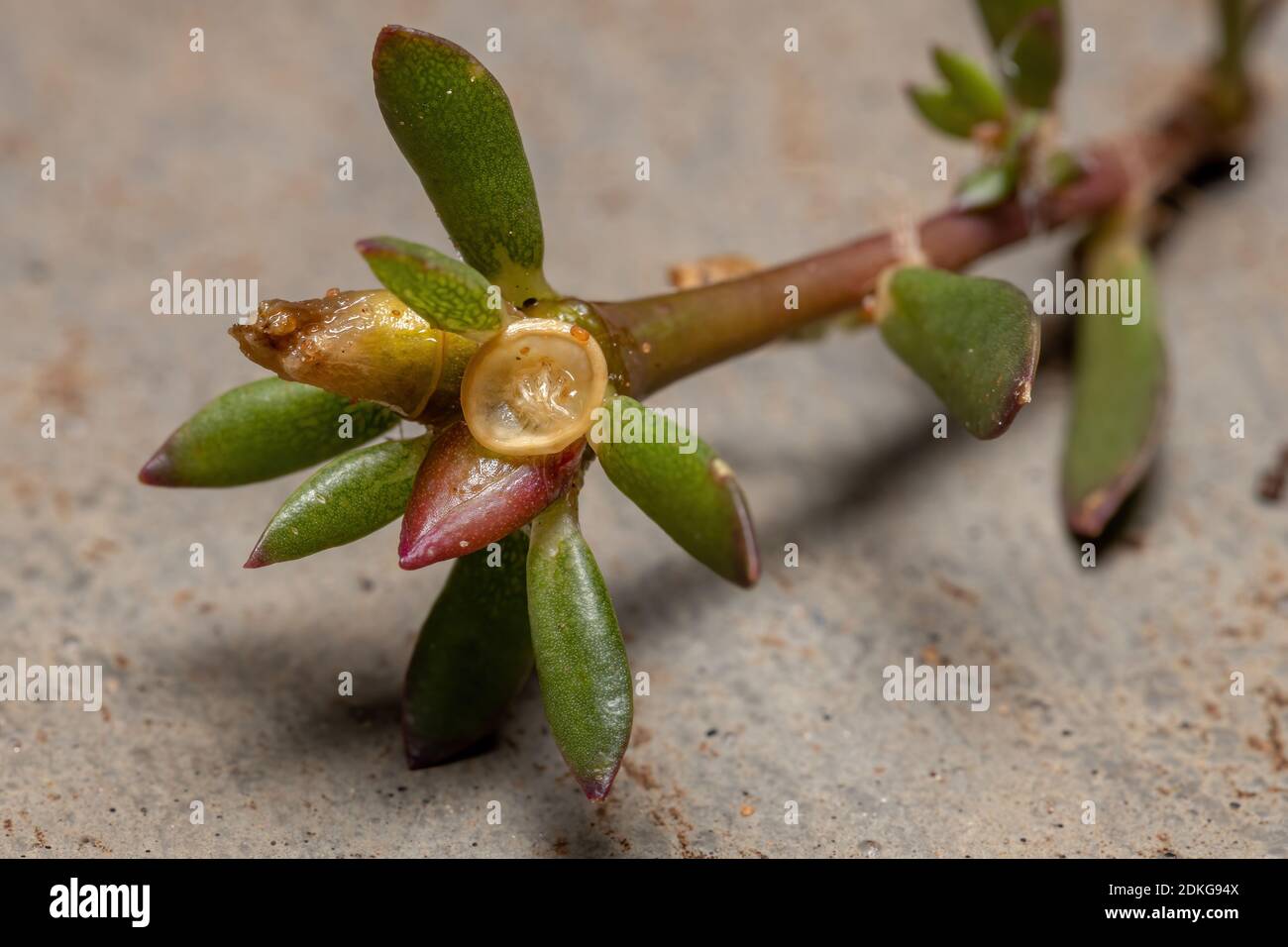 Foglie e frutti di una pianta di porslane paraguaiane del Specie Portulaca amilis Foto Stock