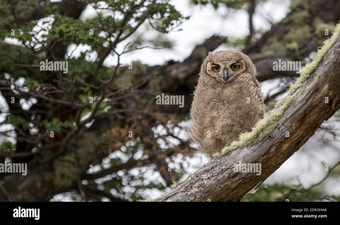 Ramo di un'Aquila Magellanica guarda giù da un albero coperto di muschio nel Parco Nazionale Torres del Paine a Patagonia, Cile Foto Stock