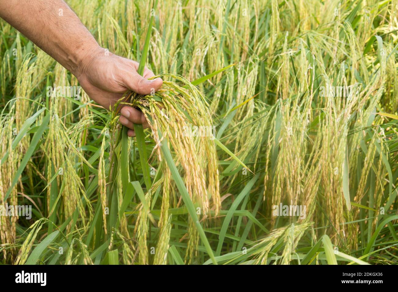 Gli stocchi di riso su agricoltore la mano in risaia Foto stock - Alamy
