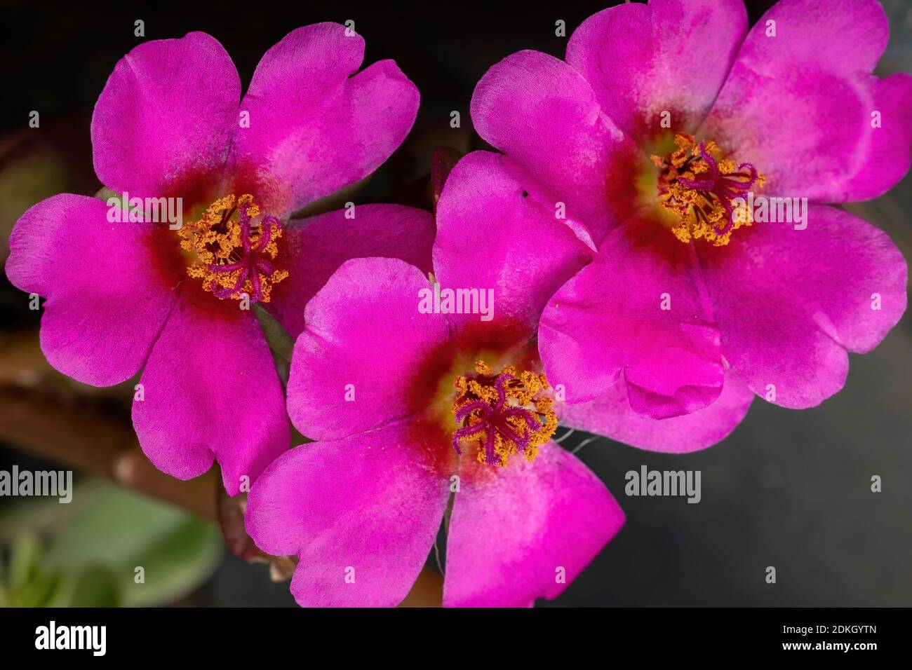 Paraguaya porslane fiore della specie Portulaca amilis Foto Stock