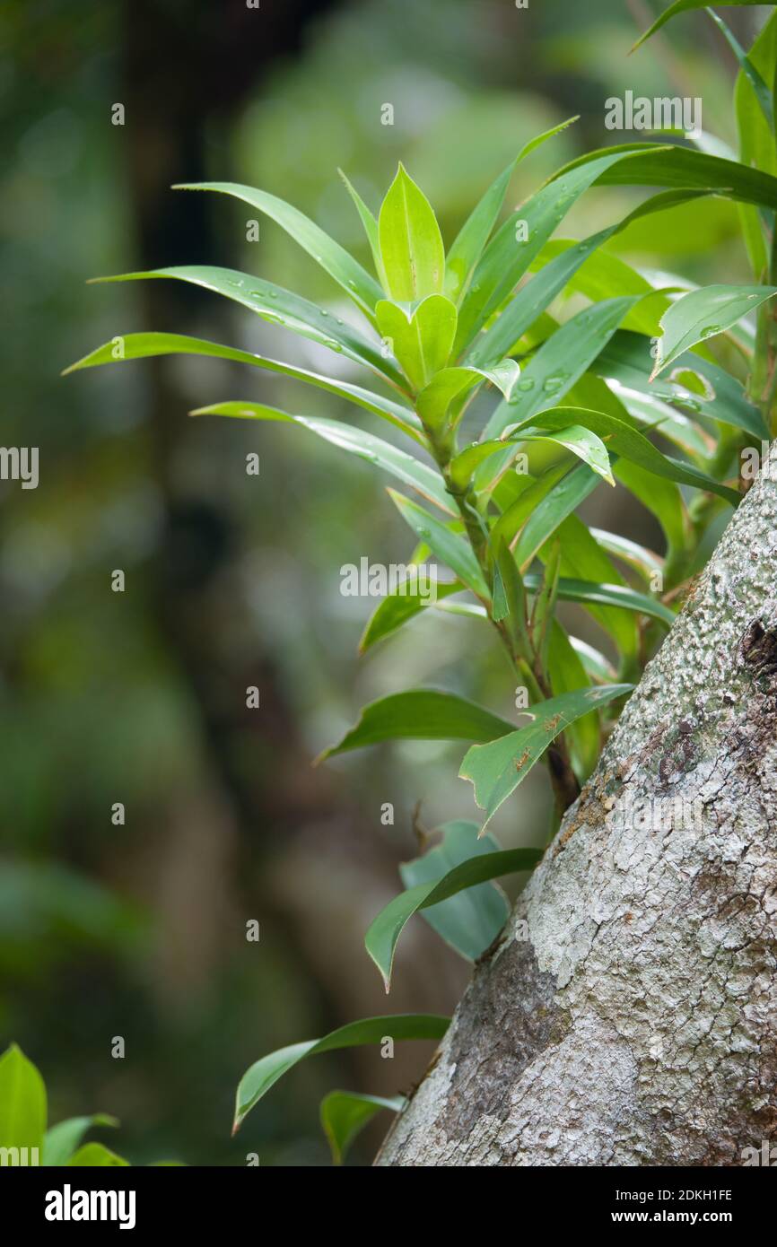 Una vite di arrampicata Pandan (Freycinetia scandens) che cresce su tronco di albero. Dicembre 2020. Daintree National Park, Queensland, Australia. Foto Stock
