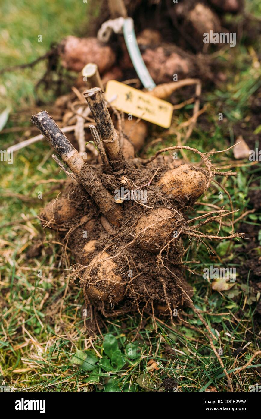 I tuberi Dahlia sono preparati per l'inverno, la potatura, i tag dei nomi Foto Stock